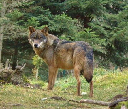 CONVIURE AMB EL LLOP, UN REPTE PELS RAMADERS DEL PIRINEU.