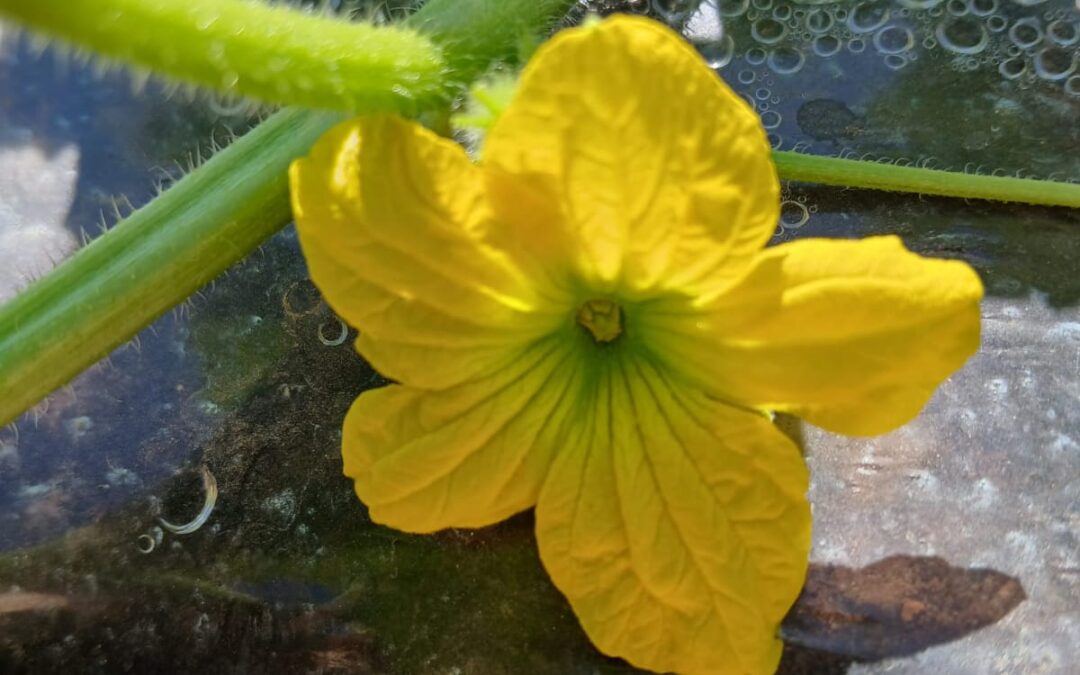 EL CULTIVO DEL MELON EN LA MANCHA.