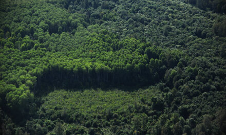 Boscos 4.0: la tecnologia que impulsa la reforestació intel·ligent