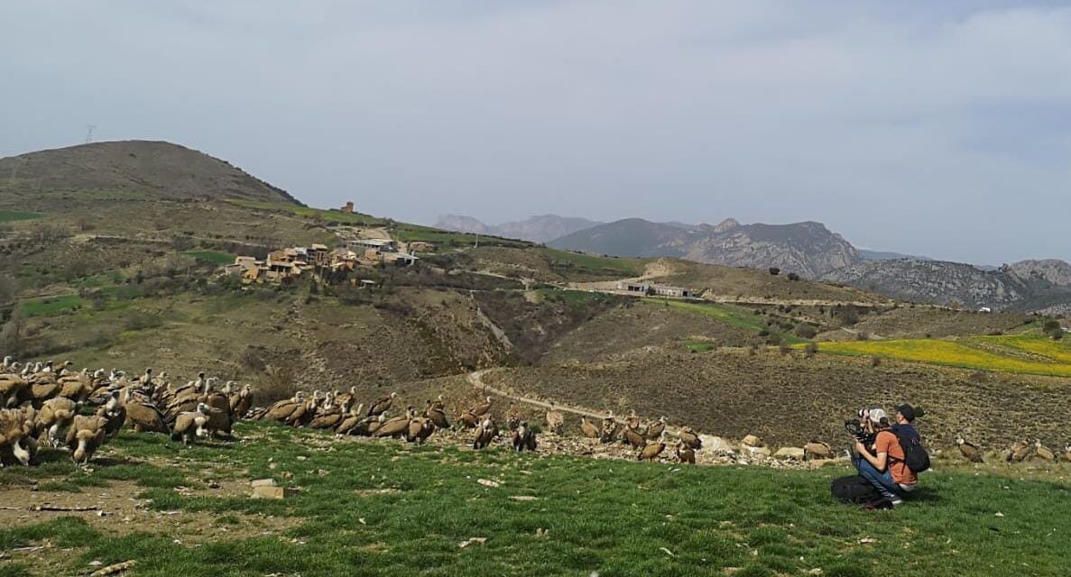 La Terreta, hàbitat de voltors