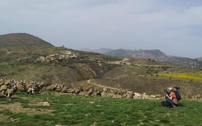 La Terreta, hàbitat de voltors