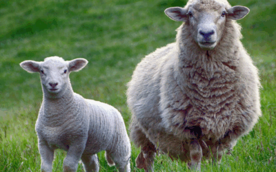 PALLARS, TERRA DE CORDER 2026