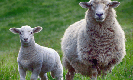 PALLARS, TERRA DE CORDER 2026