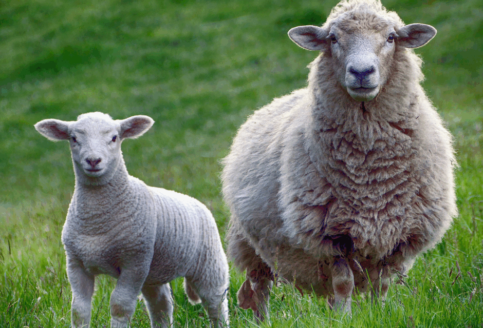 PALLARS, TERRA DE CORDER 2026