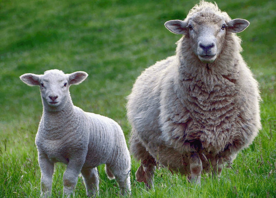 PALLARS, TERRA DE CORDER 2026