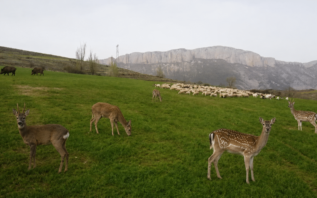 LA FAUNA SALVATGE I ELS PROTOCOLS SANITARIS FAN PERILLAR LA RAMADERIA EXTENSIVA