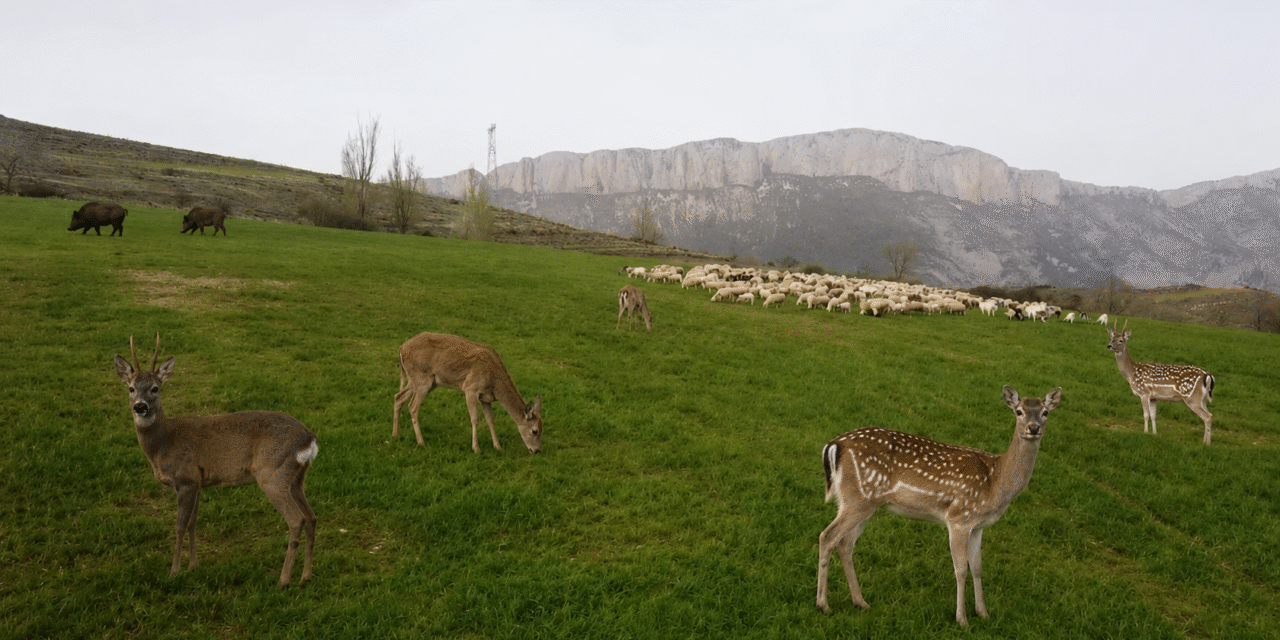 LA FAUNA SALVATGE I ELS PROTOCOLS SANITARIS FAN PERILLAR LA RAMADERIA EXTENSIVA