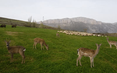 LA FAUNA SALVATGE I ELS PROTOCOLS SANITARIS FAN PERILLAR LA RAMADERIA EXTENSIVA