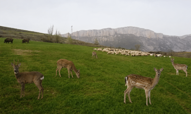 LA FAUNA SALVATGE I ELS PROTOCOLS SANITARIS FAN PERILLAR LA RAMADERIA EXTENSIVA