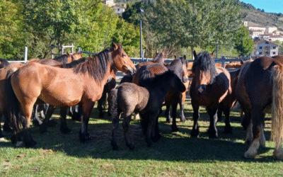 El caballo de Villoslada, legado vivo de la trashumancia.