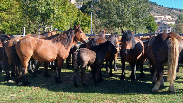 El caballo de Villoslada, legado vivo de la trashumancia.