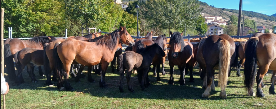 El caballo de Villoslada, legado vivo de la trashumancia.