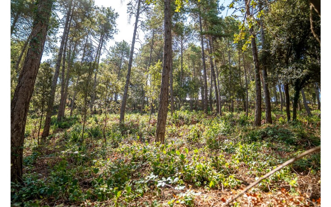 El Govern destina 15 milions d’euros a crear i mantenir franges de protecció contra incendis forestals