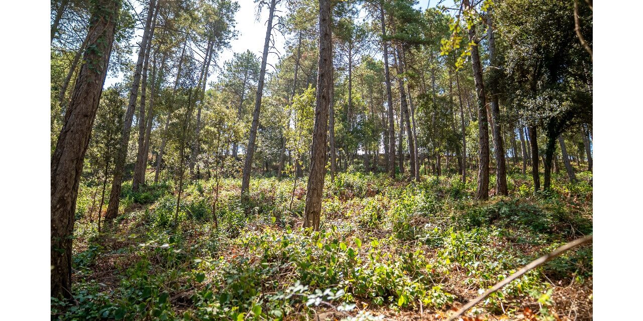 El Govern destina 15 milions d’euros a crear i mantenir franges de protecció contra incendis forestals