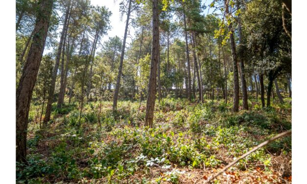 El Govern destina 15 milions d’euros a crear i mantenir franges de protecció contra incendis forestals